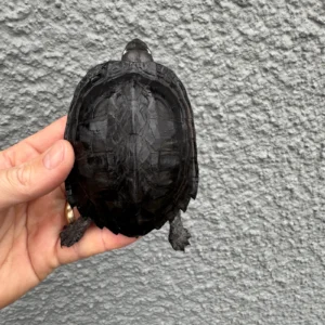 Alternative view of Black Marsh Turtle CH Juvenile (Siebenrockiella crassicollis)