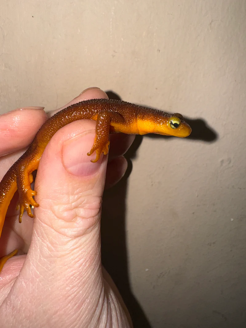 California Orange Bellied Newt Adults (Taricha torosa) - Image 3