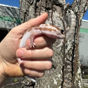 Alternative view of White Out Oreo Zulu African Fat Tailed Gecko Adult Female  (Hemitheconyx caudicinctus)