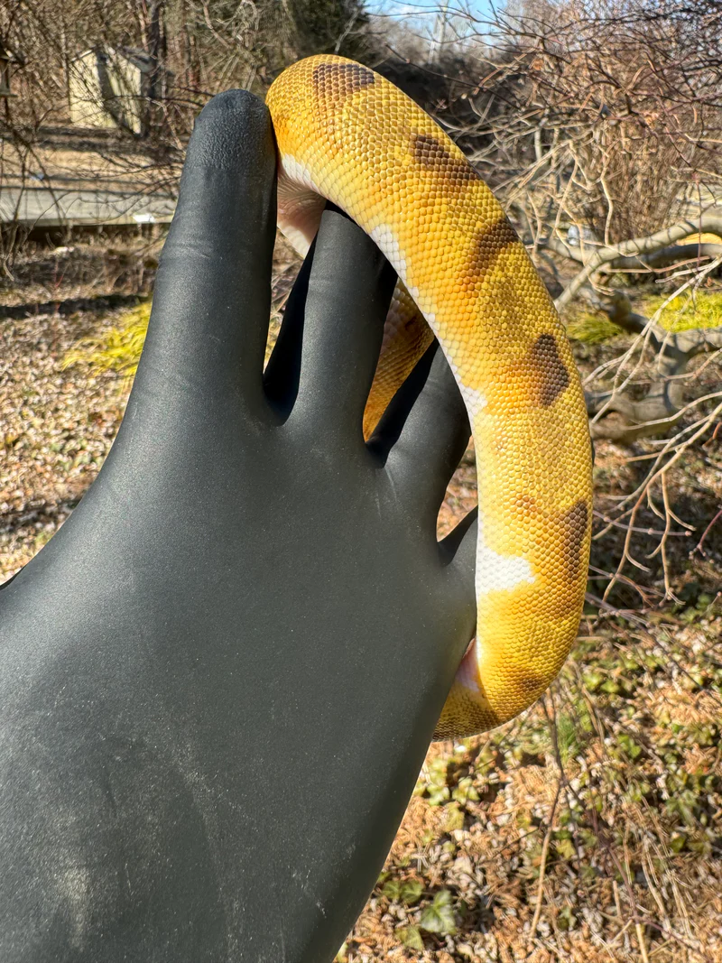 Super Enchi Low White Pied Ball Python Female (Python regius) - Image 2