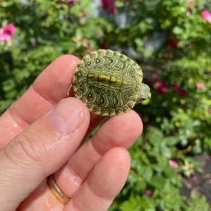 Alternative view of Mitch Clown Red Eared Slider Turtle #2601 (Trachemys elegans)