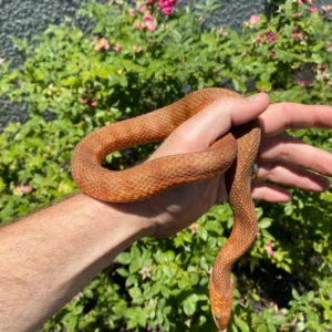 Alternative view of Red Salt Marsh Water Snake Adult Female  (Nerodia clarkii)