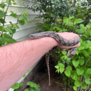 Alternative view of Diamondback Water Snake (Nerodia rhombifer)