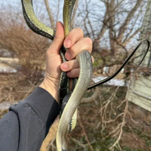 Alternative view of Vietnamese Blue Beauty Ratsnake Adult Male (Orthriophis taeniurus)