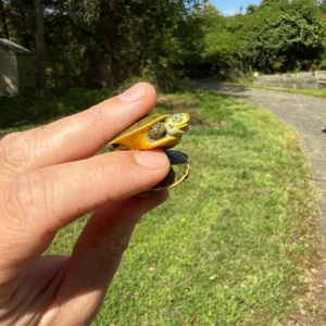 Alternative view of Green Ghost Florida Red Bellied Cooter Turtle Babies (Pseudemys nelsonii)