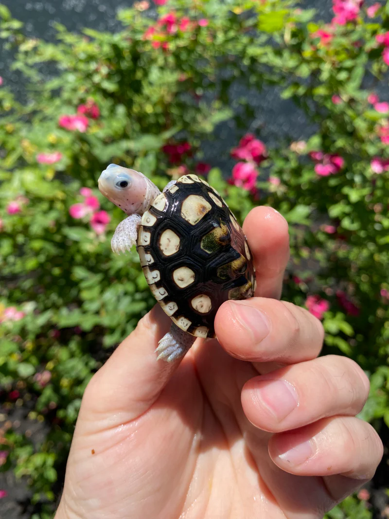 Ornate Diamondback Terrapin Female (Malaclemys terrapin macrospilota) – Pink Headed 2026 Hatchling - Image 2