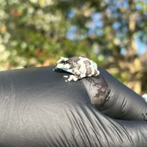 Alternative view of Amazon Milk Frog (Trachycephalus resinifictrix)