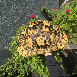 Alternative view of HI White Leopard Tortoise Adult Female  (Pardalis babcocki)