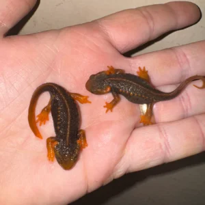 Alternative view of Himalayan Crocodile Newt CB Babies (Tylototriton verrucosus)