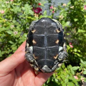 Alternative view of Balkan Pond Turtle Adult Male  (Mauremys rivulata)