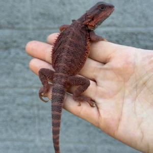 Alternative view of Red Monster Translucent Male Central Bearded Dragon for Sale (Pogona vitticeps)