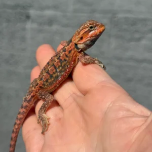 Alternative view of Citrus Blue Bar Tiger Dunner Het Hypo Trans Central Bearded Dragon  (Pogona vitticeps)
