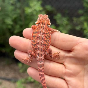 Alternative view of 1/2 Red Monster Leatherback Blue Bar Tiger Het Translucent Het Hypo Central Bearded Dragon  (Pogona vitticeps)