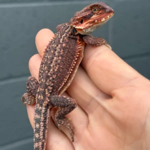 Alternative view of Red Monster Dunner Het Translucent Male Bearded Dragon for Sale (Pogona vitticeps)