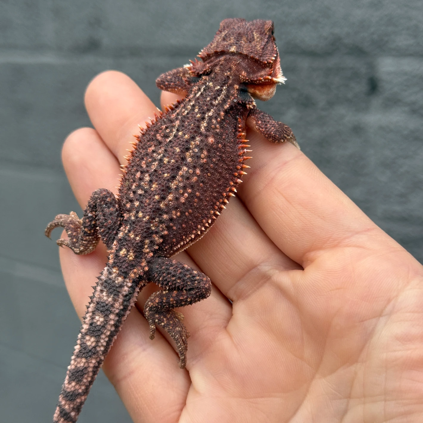 Red Monster Dunner Het Translucent Male Central Bearded Dragon (Pogona vitticeps) - Image 7