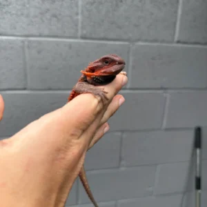 Alternative view of Red Monster Dunner Translucent Central Bearded Dragon (Pogona vitticeps)