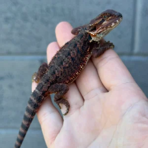 Alternative view of Extreme Dark Red Monster Het Translucent Male Central Bearded Dragon Baby for Sale (Pogona vitticeps)