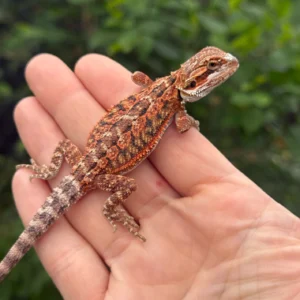 Alternative view of Red Monster Blue Bar Tiger Double Het Central Bearded Dragon