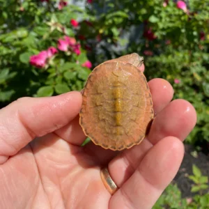 Alternative view of Hypo Peach Geoffroy's Sideneck Turtle #2602 (Phrynops geoffroanus)