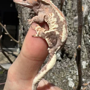 Alternative view of Chinese Cave Gecko Adults (Goniurosaurus hainanensis)