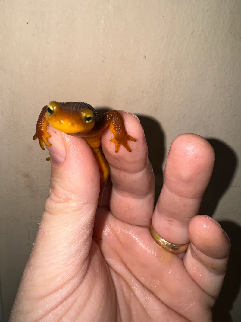 California Orange Bellied Newt Adults (Taricha torosa) - Image 2