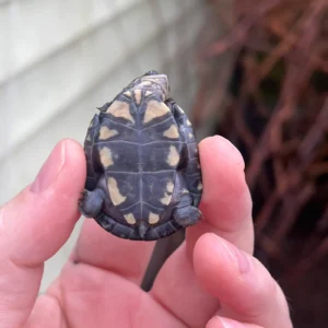 Alternative view of East African Mud Turtle Babies for Sale (Pelusios castanoides)