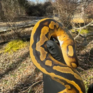 Alternative view of Fire Low White Pied Ball Python Female (Python regius)