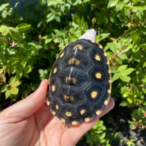 Alternative view of Ornate Diamondback Terrapin Female #26503 (Malaclemys terrapin macrospilota)