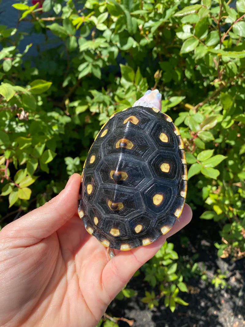 Ornate Diamondback Terrapin Female #26503 (Malaclemys terrapin macrospilota) - Image 2
