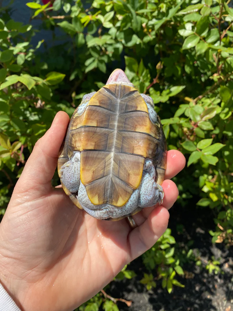 Ornate Diamondback Terrapin Female #26503 (Malaclemys terrapin macrospilota) - Image 3