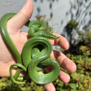 Alternative view of Rhinoceros Ratsnake Adult Female (Gonyosoma boulengeri)