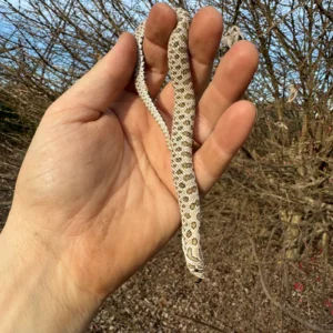 Alternative view of Arctic Western Hognose Snake Female (Heterodon nasicus)