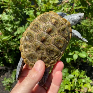Alternative view of Adult Northern Diamondback Terrapin Male for Sale (Malaclemys terrapin)