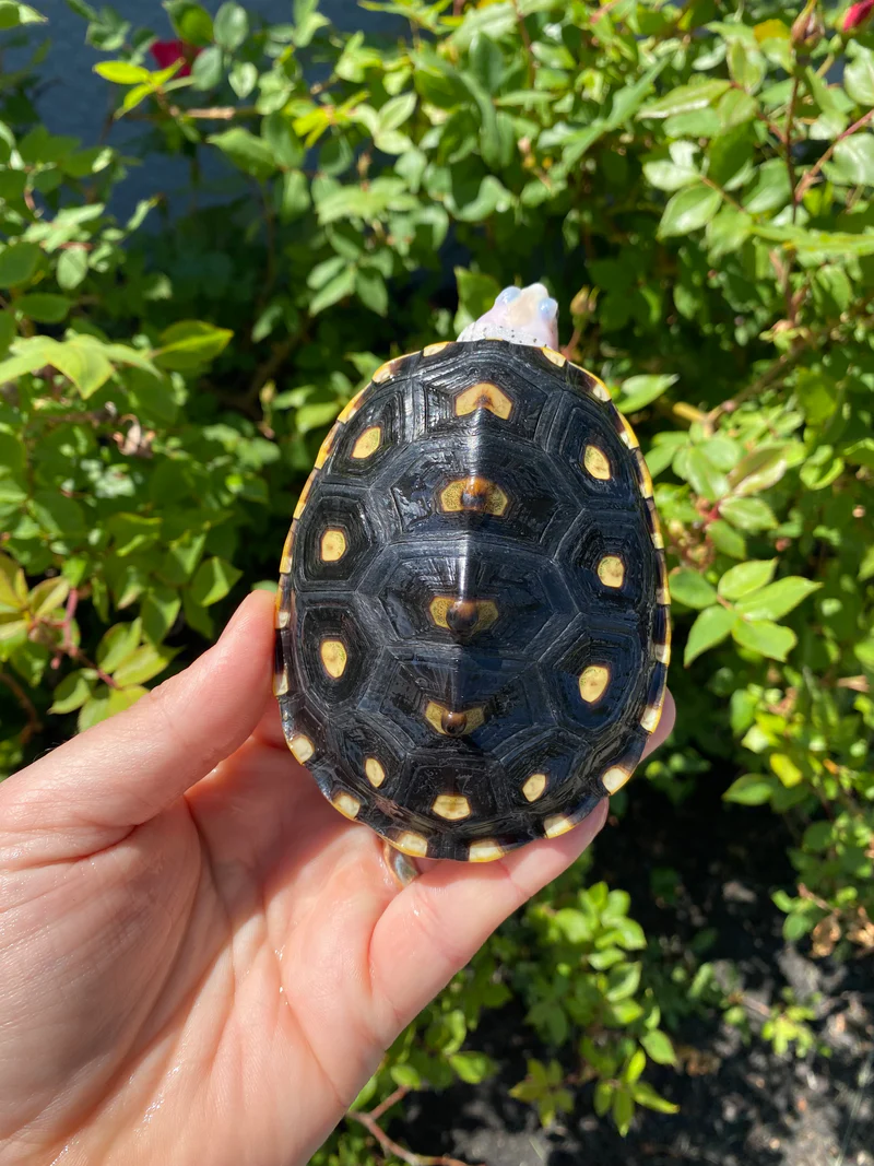 Ornate Diamondback Terrapin Female #26503 (Malaclemys terrapin macrospilota) - Image 4