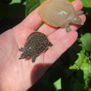 Alternative view of Hypomelanistic Florida Softshell Turtle Babies (Apalone ferox