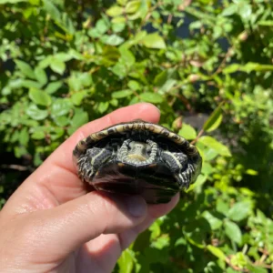 Alternative view of Balkan Pond Turtle Adult Male #2 for Sale (Mauremys rivulata)