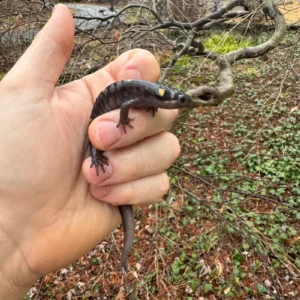 Alternative view of Spotted Salamanders (Ambystoma maculatum)