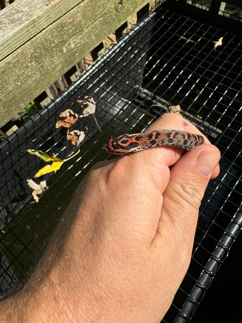 Pastel Pinstripe Low White Pied Ball Python (Python regius) - Image 3