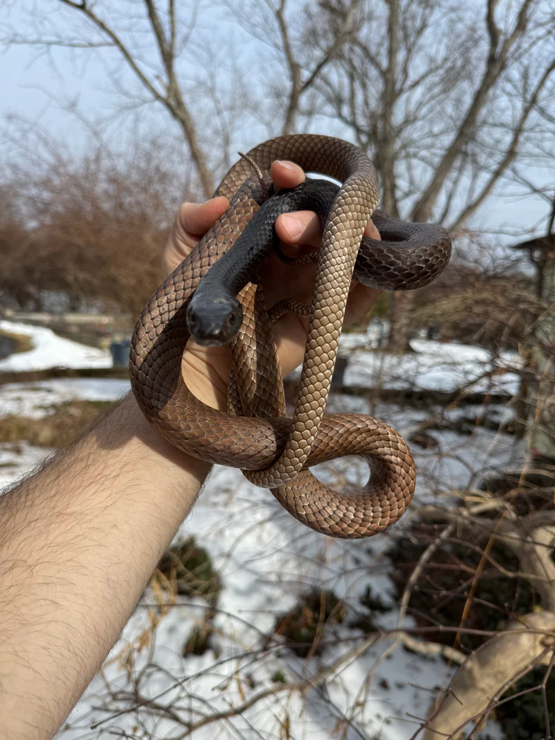 Eastern Coachwhip Adult Female (Masticophis flagellum) - Image 3