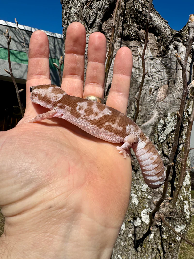 White Out Oreo Zulu African Fat Tailed Gecko Adult Female (Hemitheconyx caudicinctus) - Image 11