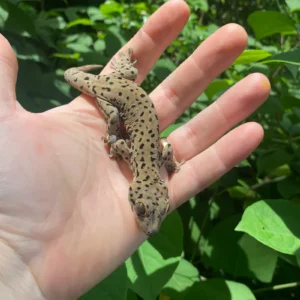 Alternative view of Saint Martin Giant Spotted Geckos (Thecadactylus oskrobapreinorum)