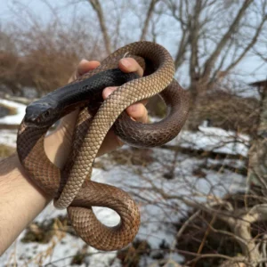 Alternative view of Eastern Coachwhip Adult Female (Masticophis flagellum)