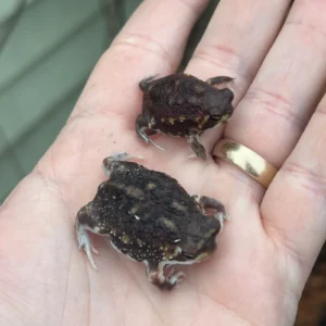 Alternative view of Mozambique Rain Frogs (Breviceps adspersus)