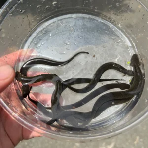 Alternative view of Greater Siren CB Babies (Siren lacertina)