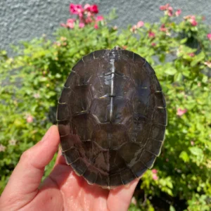 Alternative view of Painted River Terrapin Juveniles (Batagur borneoensis)