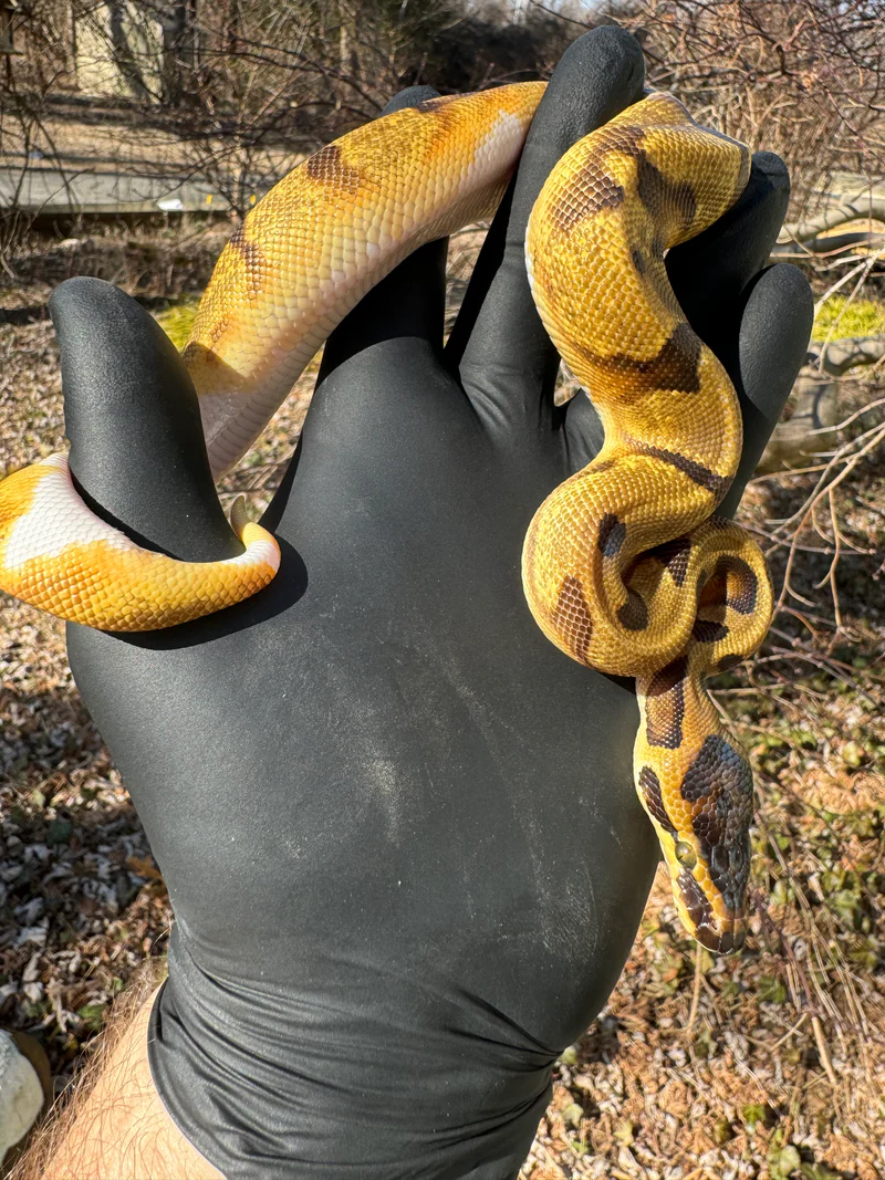 Super Enchi Low White Pied Ball Python Female (Python regius) - Image 4