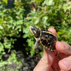 Alternative view of HI YELLOW Florida Box Turtle (Terrapene baurii)