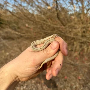 Alternative view of Superconda Western Hognose Snake Female (Heterodon nasicus)