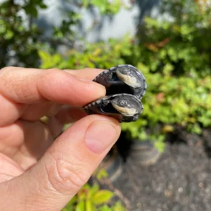 Alternative view of African Helmeted Turtle Babies  (Pelomedusa subrufa)