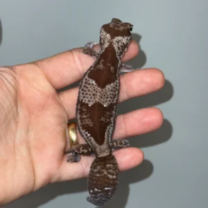 Alternative view of White Out Oreo African Fat Tailed Gecko Adult Female(Hemitheconyx caudicinctus)